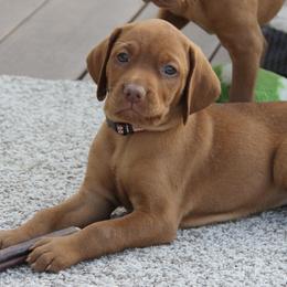 Vizslas from Jackpot Vizsla