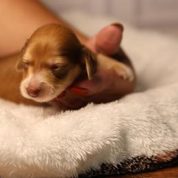 Pink - Red female Dachshund puppy in Miami, Florida from Maitime Dachshund