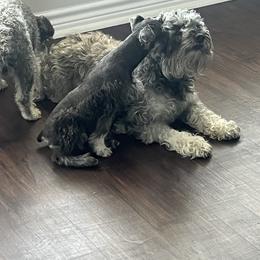 Miniature Schnauzer Puppies from Sugarbaby Kennel