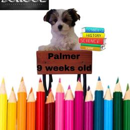 Lacey's Blue Boy - Parti male Yorkshire Terrier puppy in Inverness, Florida from Luvayorkie&more