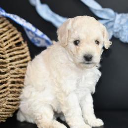 Jack - White male Poodle puppy in Rainbow City, Alabama from Misioh Poodles