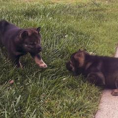 Hokkaido Puppies from Kaiju Kennels