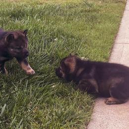 Hokkaido Puppies from Kaiju Kennels