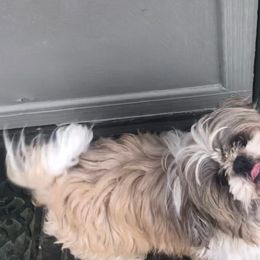 Ellis - Shih Tzu