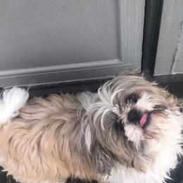 Ellis - Shih Tzu