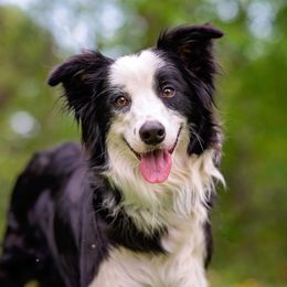 Cyndi - Border Collie