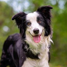 Cyndi - Border Collie