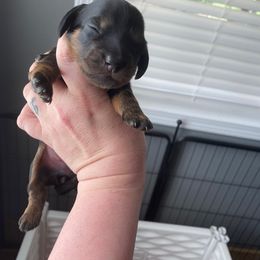 Pink collar - Dachshund puppy from Cherished Dachshunds