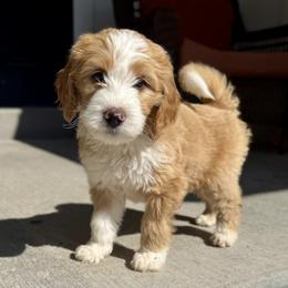 Chucky - Red male Bernedoodle puppy in Springville, Utah from Oodles of Bernedoodles