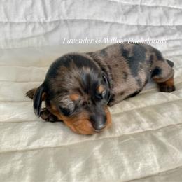 Female - Dapple female Dachshund puppy in Elizabethtown, Kentucky from Lavender and Willow Dachshunds