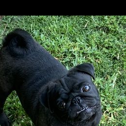 Willow - Pug
