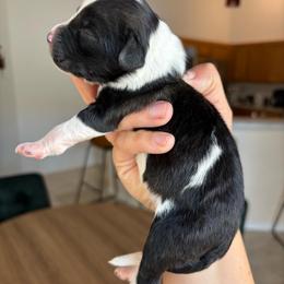 Sable Female - Sable female Aussiedoodle puppy in Spring Hill, Florida from Pawprint Dreams Boarding and Kennel