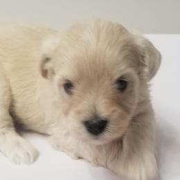 Girl 1 - Wheaten Miniature Schnauzer puppy in Kannapolis, North Carolina from Schnauzer Affinity