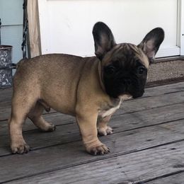 French Bulldog Puppies from North Idaho Frenchie Farm
