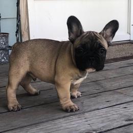 French Bulldog Puppies from North Idaho Frenchie Farm