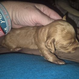Latte Darker choclate cream girl - Cream female Dachshund puppy in Madisonville, Tennessee from LaRose Farm & Kennels