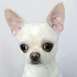 Chihuahua puppies from Snowy Mountains Chihuahua