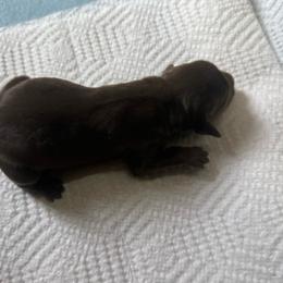 Girl 3 - Liver female German Shorthaired Pointer puppy in Norris City, Illinois from County Line Pointers