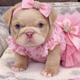 Winter - Lilac tri-color female Bulldog puppy in Bell Gardens, California from G bulldogs