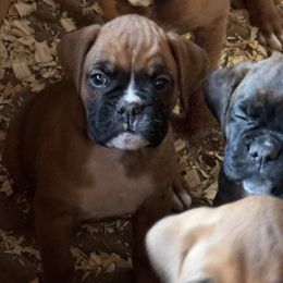 Boy 4 - John - Boxer puppy from Buzzard's Bay Boxers
