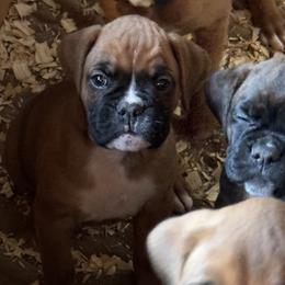 Boy 4 - John - Boxer puppy from Buzzard's Bay Boxers