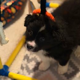 Kenai - Black and white female Border Collie puppy in Wasilla, Alaska from Story Kennel