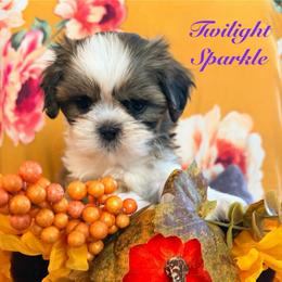 Twilight sparkle - Black gold and white female Shih Tzu puppy in Hemet, California from Aloha Shih Tzu