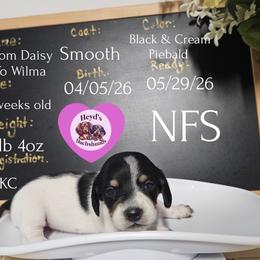 Daisy - Piebald female Dachshund puppy in Hoquiam, Washington from Heyd's Mini Dachshunds