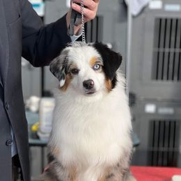 Millie V - Miniature American Shepherd