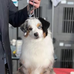 Millie V - Miniature American Shepherd