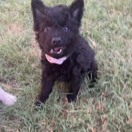 Cinch - Black female Mudi puppy in Valley Mills, Texas from Graves Farm Mudi