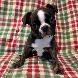 Bear Boy 3 - Brindle and white male Boston Terrier puppy in Brookville, Ohio from Best Friend Bostons