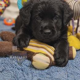Purple girl - Black female Labrador Retriever puppy in Nacogdoches, Texas from Westlane Dogs