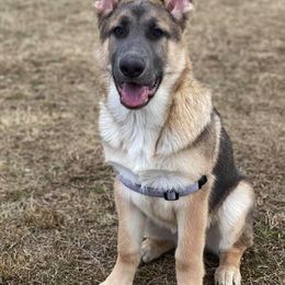 German Shepherds from Horizon Lane German Shepherds