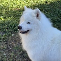 Puppah - White and biscuit male Samoyed puppy in Hollywood, Florida from ArticCross Samoyeds-Florida