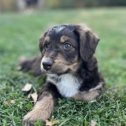 Aussiedoodle Puppies from A Dose Of Doodle