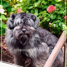 NIKKI - Miniature Schnauzer