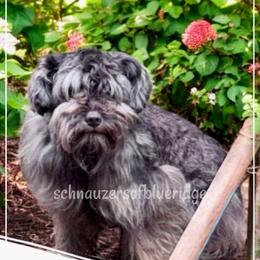NIKKI - Miniature Schnauzer