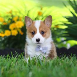 Milo - Sable male Pembroke Welsh Corgi puppy in Sugarcreek, Ohio from Admar Canines