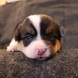 Hot Dog - Black and tan male Pembroke Welsh Corgi puppy in Arcanum, Ohio from Weissway Corgis