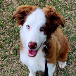 Dixie - Border Collie