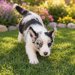 Wrangler - Blue merle and white male Cardigan Welsh Corgi puppy in Kerens, West Virginia from Leather & Lace