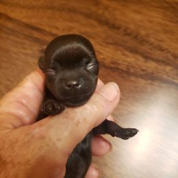 Tootsie - Black female Brussels Griffon puppy in Nc, Florida from Brusseluv2