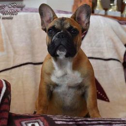 Rex - French Bulldog