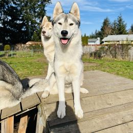 Jasmine - Siberian Husky