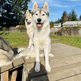 Jasmine - Siberian Husky