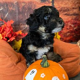 Pluto - Black tri-color male Aussiedoodle puppy in Prescott Valley, Arizona from Ramirez Family Doodles