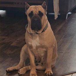 Reina Muerte - Cane Corso