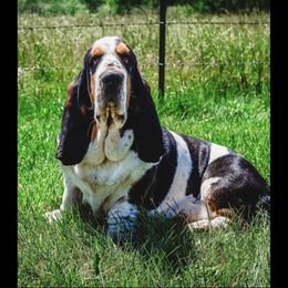 Max - Basset Hound