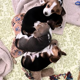 Beagle Puppies from Leslie Beagles of Leslie Farm